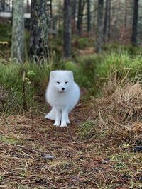 Portrait of a fox on field