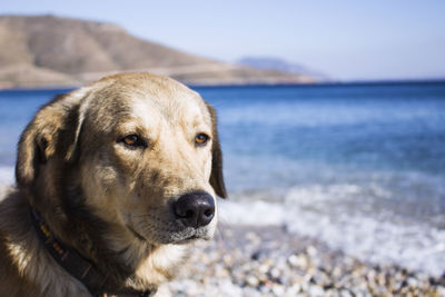 Close-up of golden retriever looking away at beach