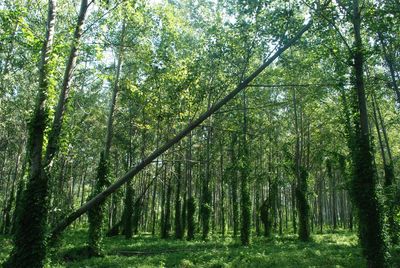 Bamboo trees in forest