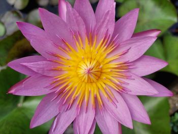 Close-up of pink flower