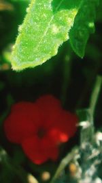 Close-up of red flower