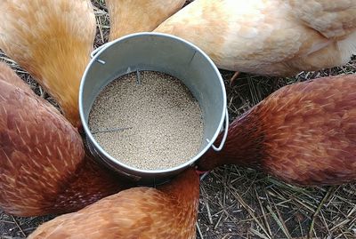 High angle view of bird in plate