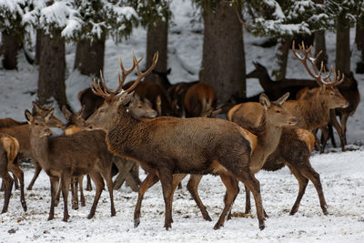 Herd of deer on snow covered field