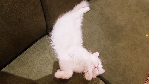 High angle view of white cat on sofa