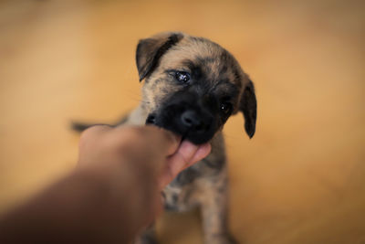 Close-up of person feeding puppy