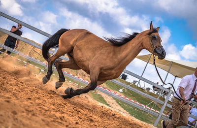 The israeli arabian horse festival