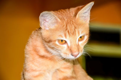 Close-up of a cat looking away