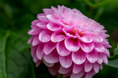 Close-up of pink dahlia flower