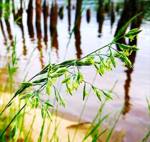 Close-up of fresh green plants in lake