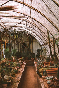 Potted plants in greenhouse