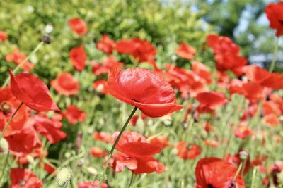 Close-up of red poppy flowers