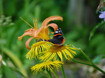 Close-up of bee pollinating on flower