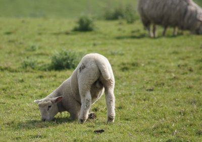 Sheep grazing in a field