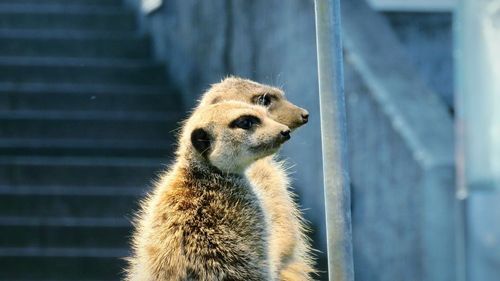 Close-up of meerkats looking away