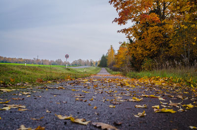 Autumn leaves on road