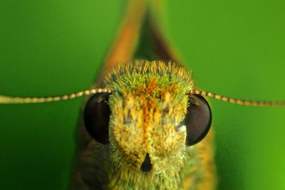 Close-up of insect on yellow flower
