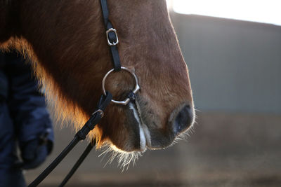 Close-up of horse