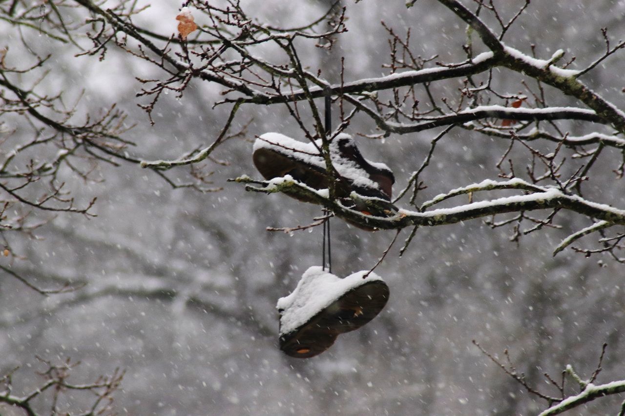 DEAD PLANT ON SNOW COVERED TREE