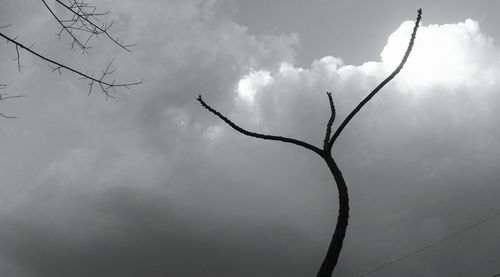 Low angle view of tree against sky