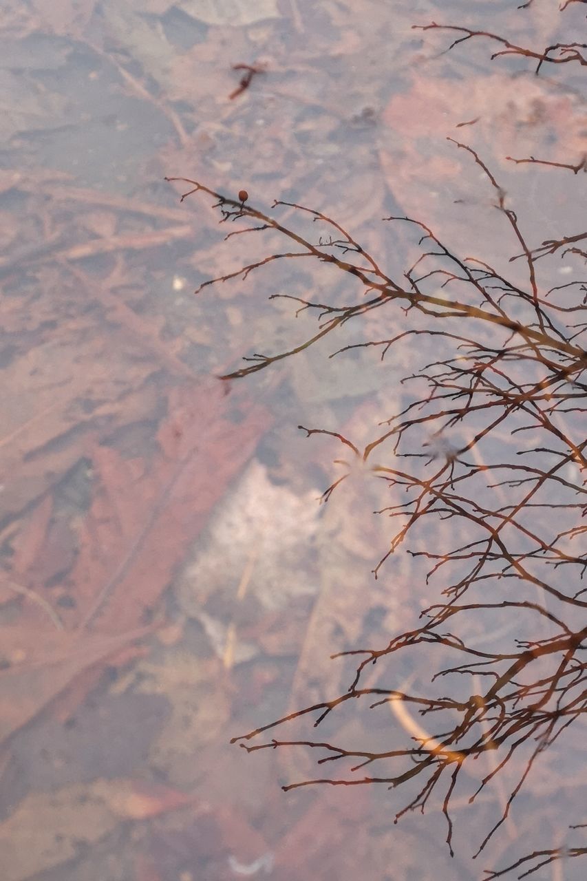 LOW ANGLE VIEW OF PLANT AGAINST SKY