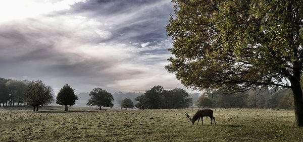 Horse grazing on field against sky