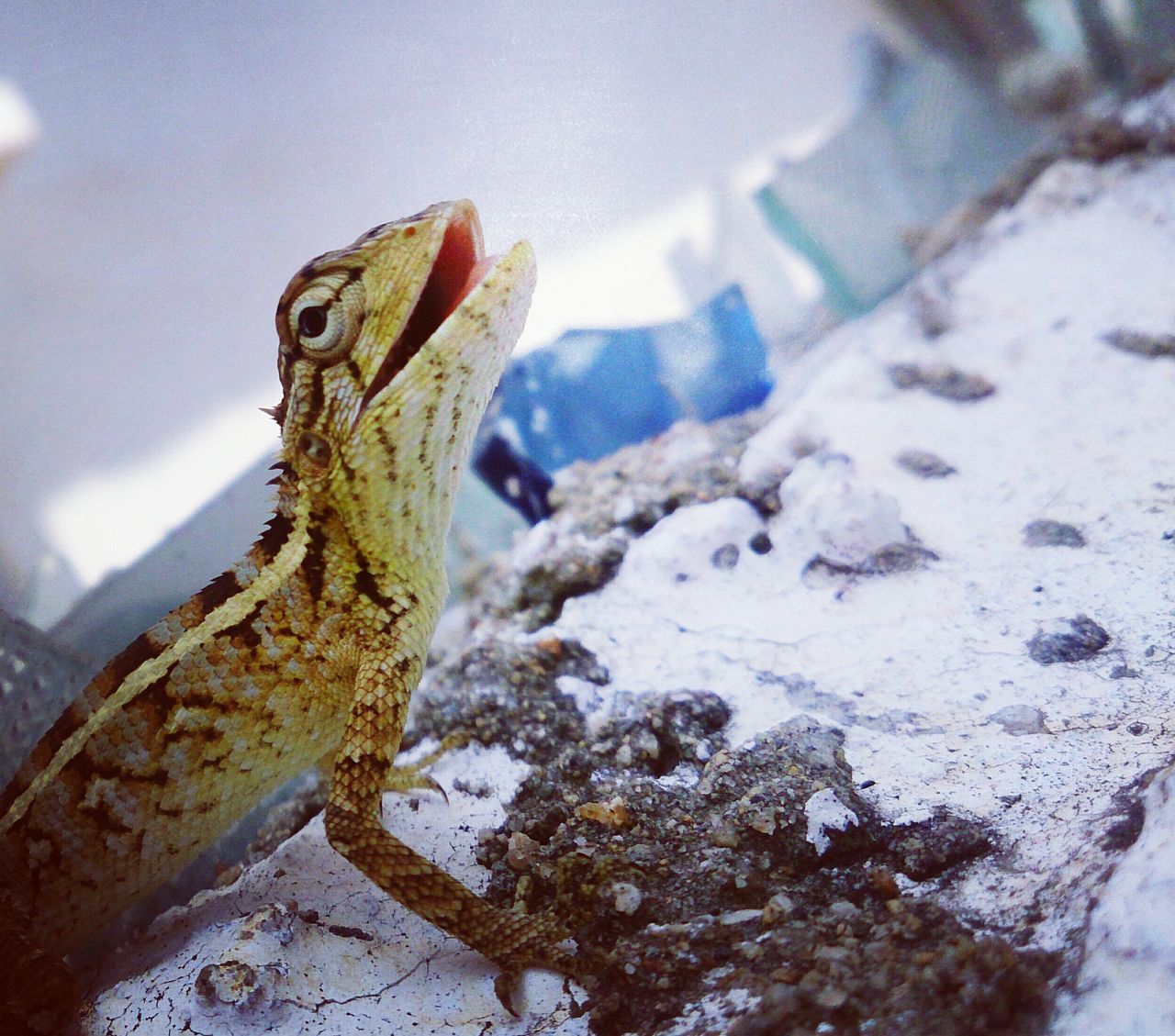 one animal, animal themes, animals in the wild, focus on foreground, close-up, sky, lizard, wildlife, reptile, low angle view, nature, rock - object, outdoors, day, no people, sunlight, side view, animal head, selective focus, cloud - sky