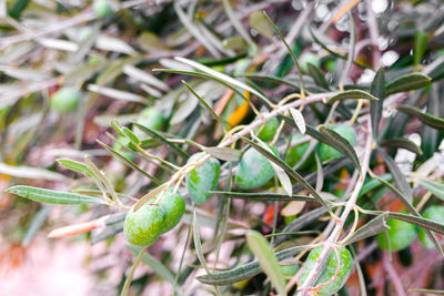 Close-up of insect on plant