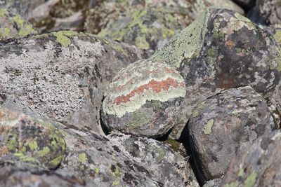 Close-up of lichen on rock