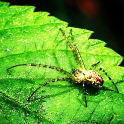 Close-up of spider on leaf