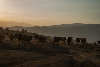 Herd of cows walking on field against sky during sunset