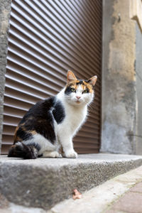 Portrait of cat sitting outdoors