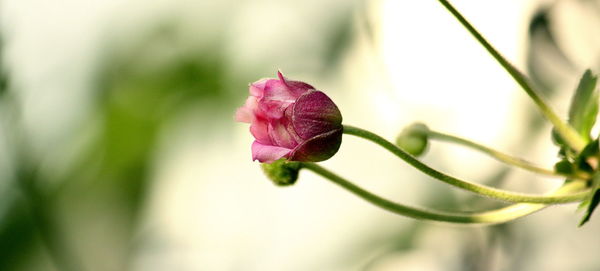 Close-up of flower