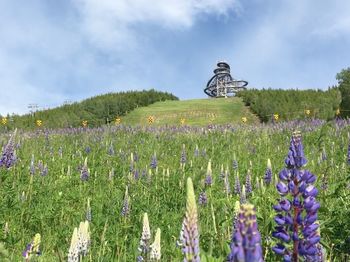 Scenic view of flowering plants on field against sky