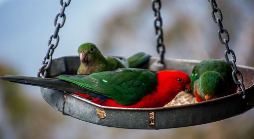 Close-up of parrot perching on metal feeder