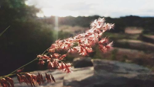 Close-up of red flowering plant against sky