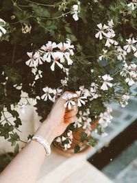 High angle view of woman holding flowering plant