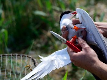 Cropped image of hand holding bird