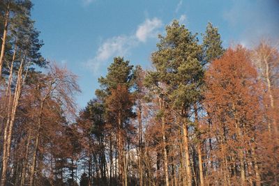 Low angle view of trees in forest against sky