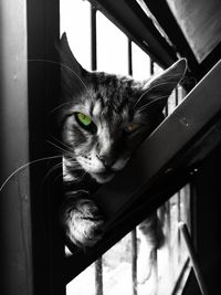 Close-up portrait of cat seen through window