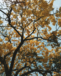 Low angle view of tree during autumn