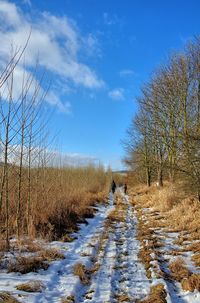View of trees on landscape against sky