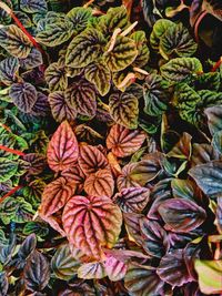 Close-up of dry leaves on plant