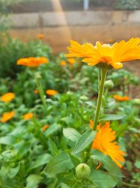 Close-up of yellow flowering plant