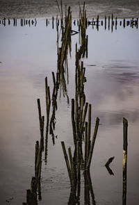 High angle view of wooden posts in lake at sunset