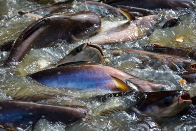 Close-up of catfish in water