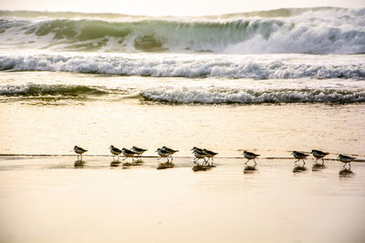 Flock of birds on beach