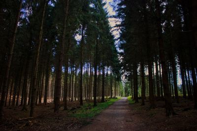 Trees in forest