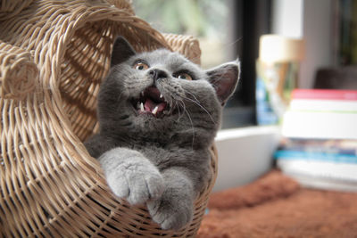 Close-up of a cat yawning