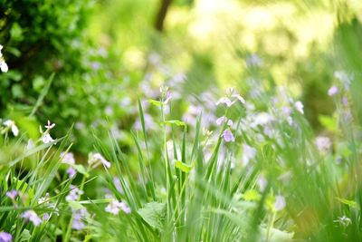 Close-up of flowers against blurred plants