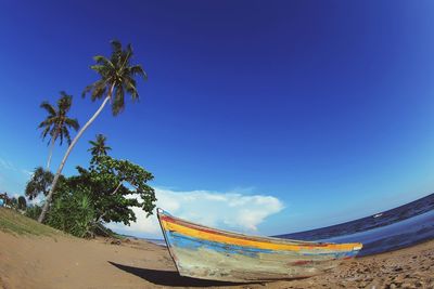 Palm trees on beach against blue sky